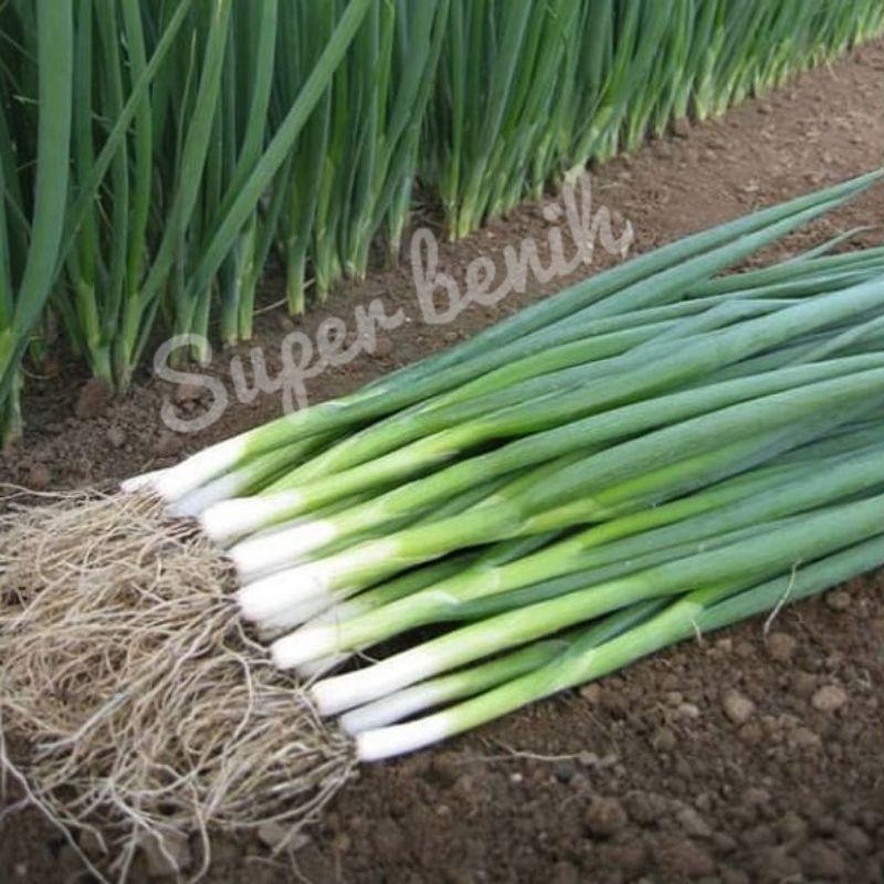 100 Biji - Benih BAWANG DAUN SEDANG dataran rendah, tahan panas