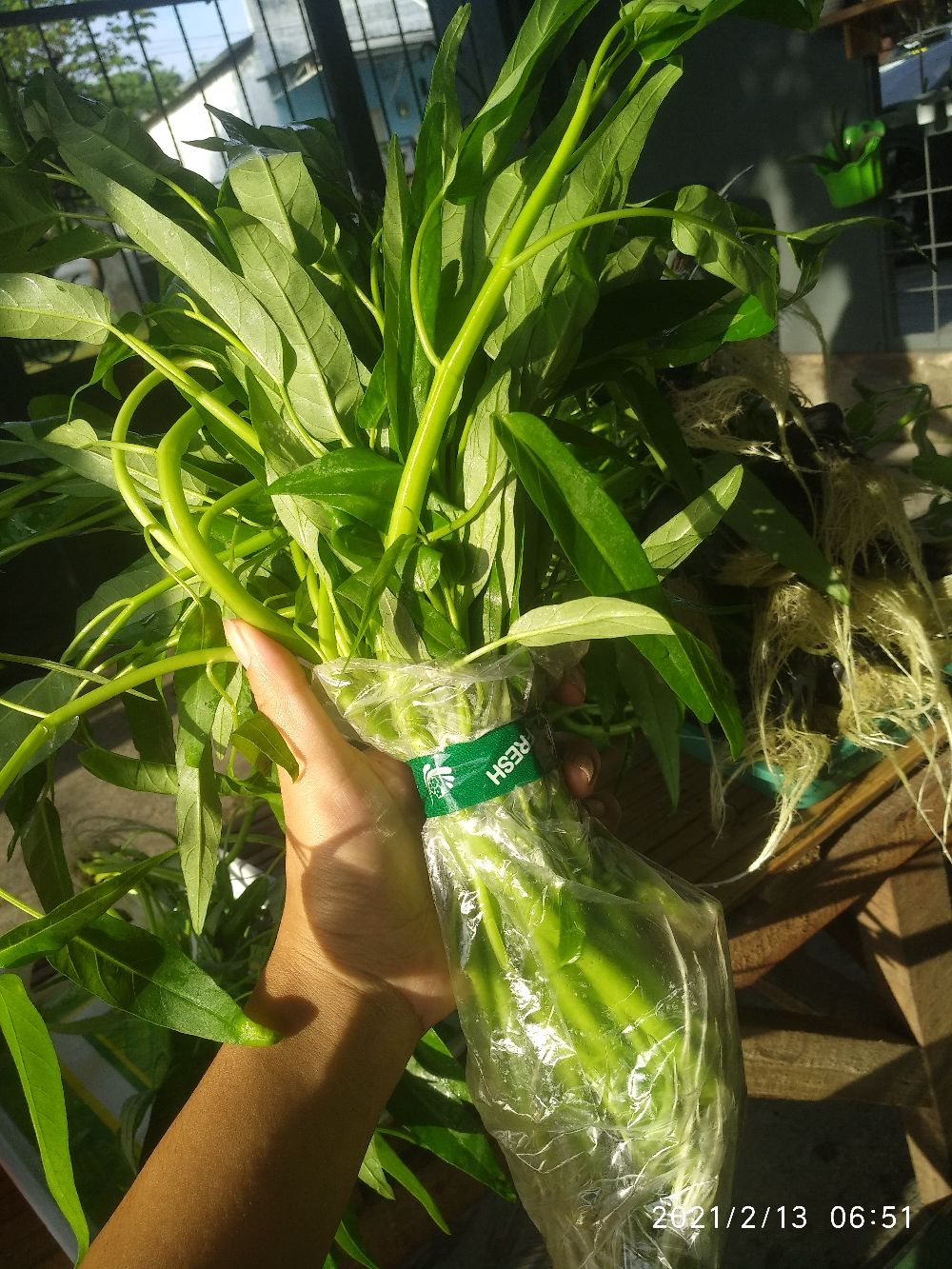 Lakban Fresh 18mm X 50 M Daimaru Sayur Hidroponik