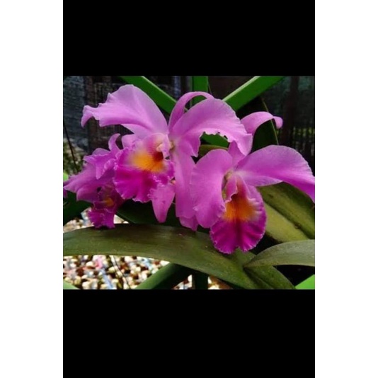 Anggrek Cattleya mantini
