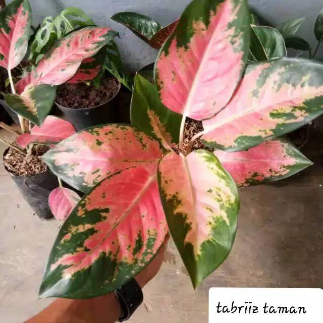 Aglonema red kocin， 2-3 daun , usia remaja