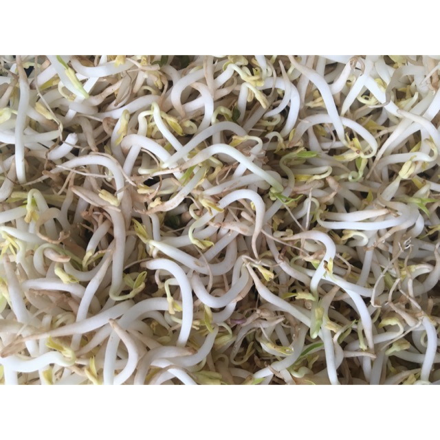 

Toge kacang hijau 500 GRAM
