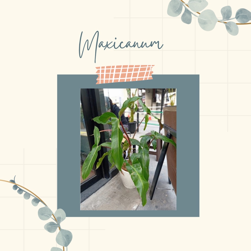 TANAMAN HIAS PHILODENDRON MEXICANUM PHILO MEXICANUM MAXICANUM