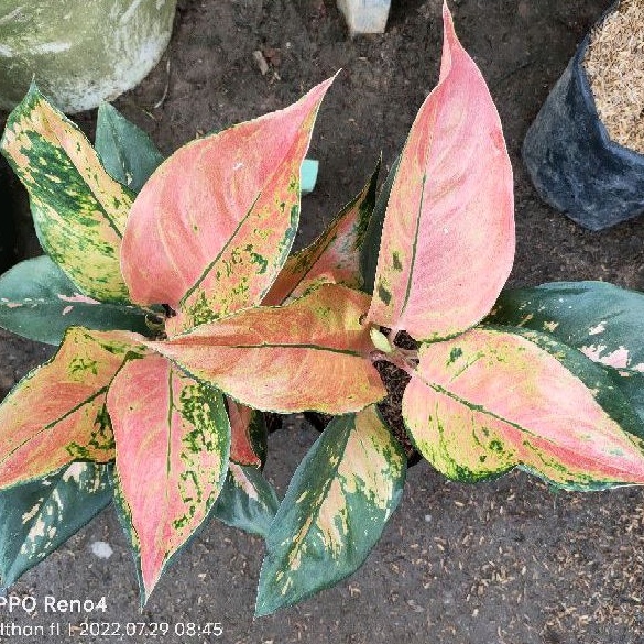 AGLONEMA KOCIN ORANGE/YELLOW/KUNING