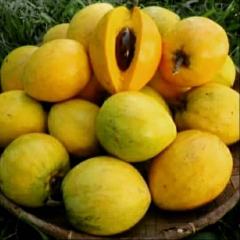 

buah sawo matang mentega segar / 500gr fresh di warunk Juni
