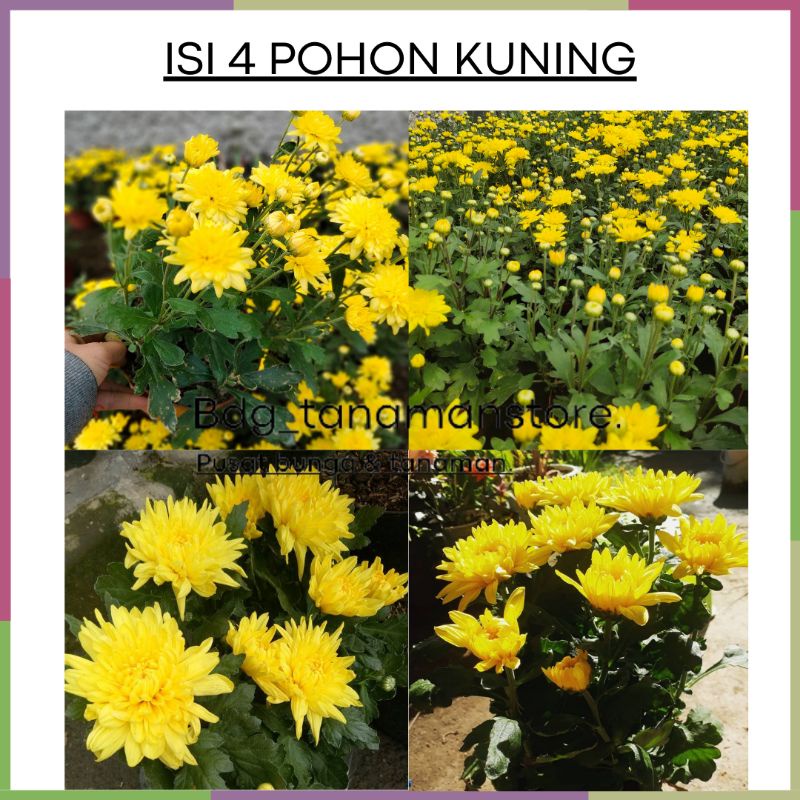 ISI 4 POHON TANAMAN BUNGA KRISAN SERUNI ASTER KUNING KUALITAS SUPER