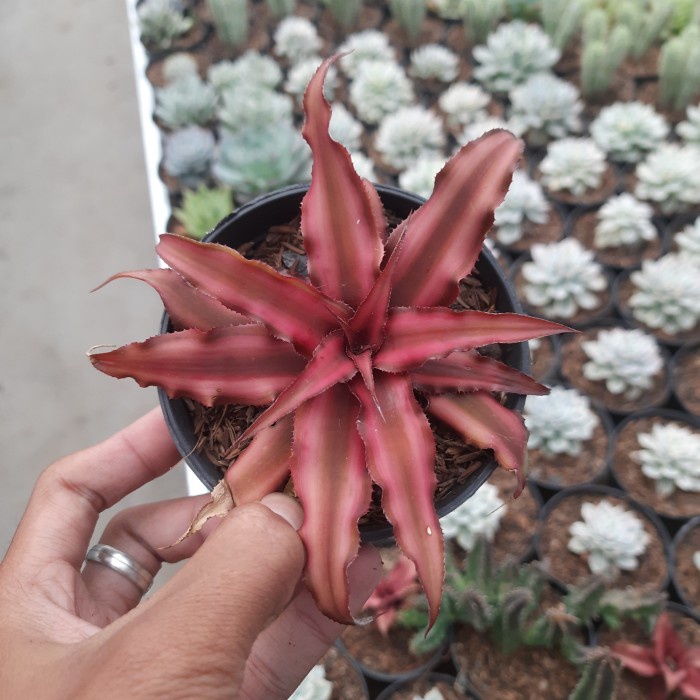 cryptanthus / kriptantus merah tanaman hias