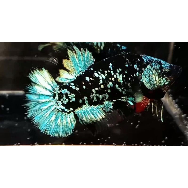 

Betta Black Star Galaxi