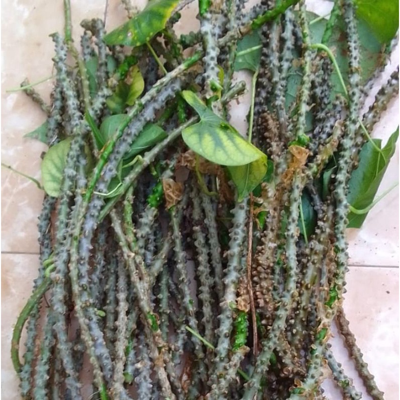 

Brotowali segar 100% alami