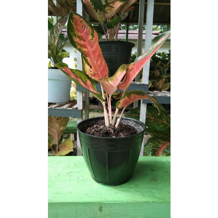 aglaonema kochin pink