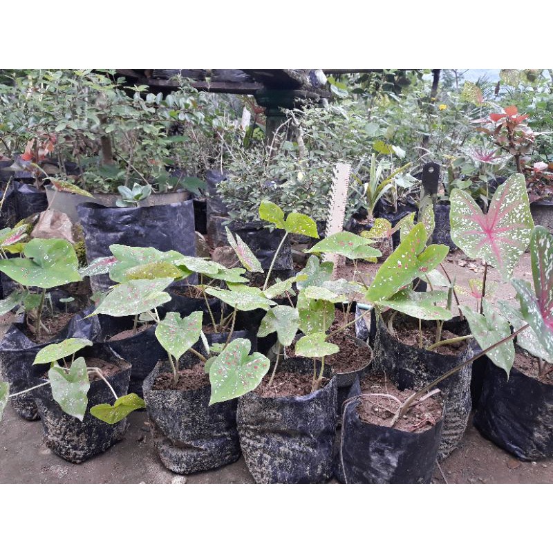 MURAH  Keladi Red Keladi Beras Keladi Terbaik Keladi putih merah