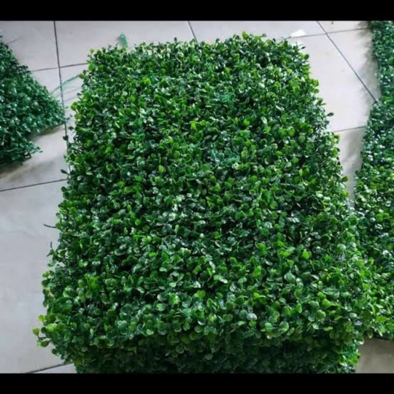 Tanaman pagar dan Dinding daun Dolar sintetis - tanaman artipicial