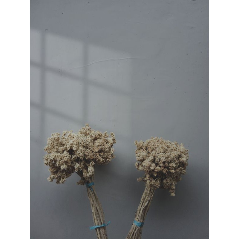 Bunga edelweiss/isi -+50batang