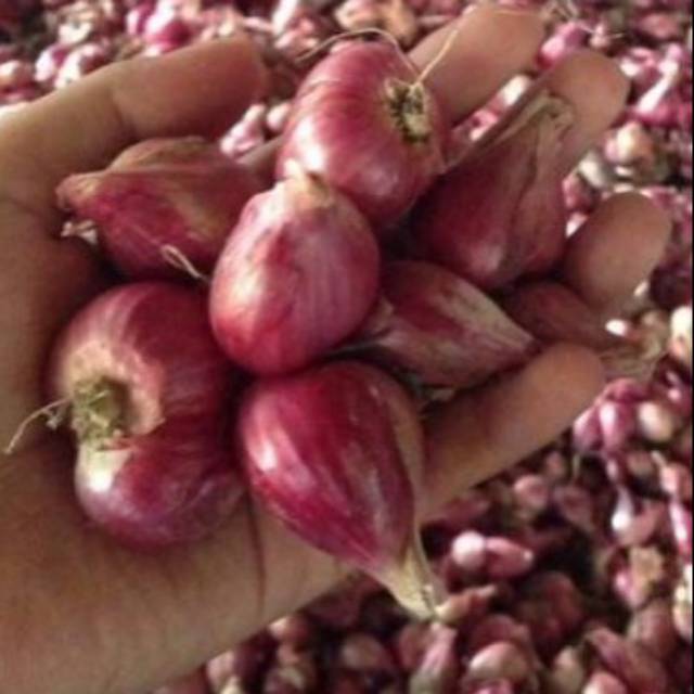 

Bawang merah lokal