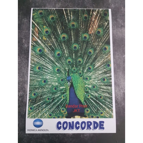 

Digital Print A3+ Cetak Kertas Concorde 220 gsm + Potong Biasa
