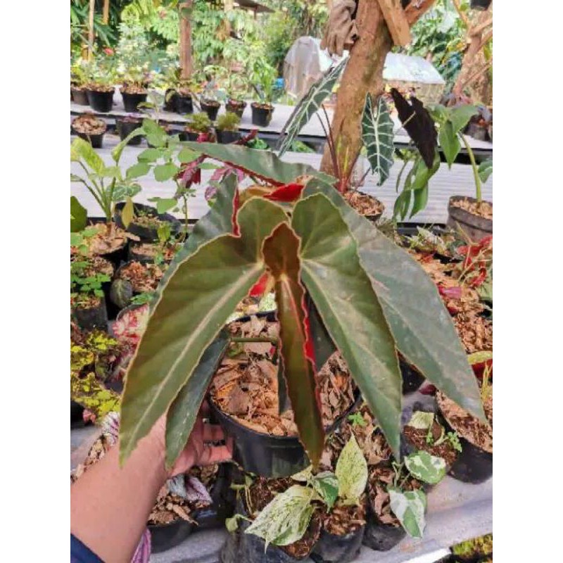 Tanmana Bunga Begonia Polos Cantik