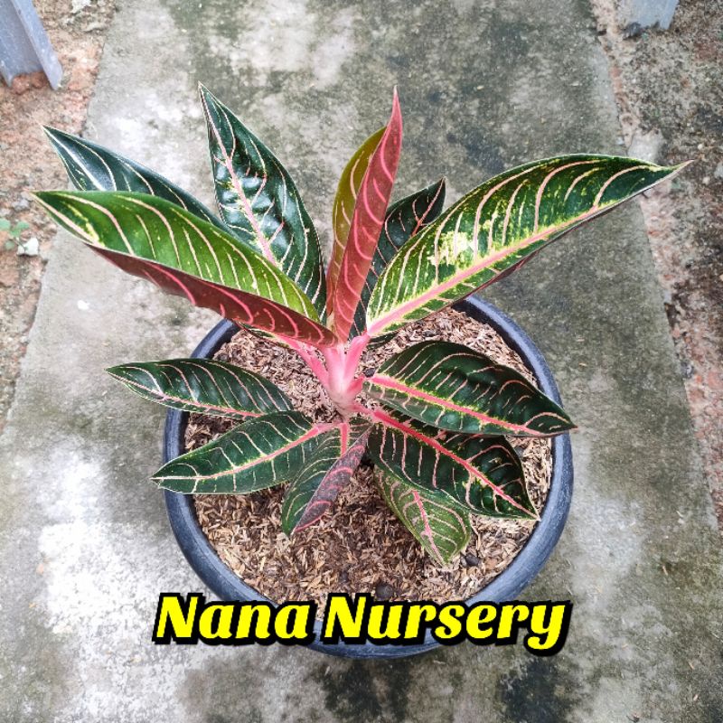 bunga aglonema red sumatra jumbo/pos/red sumatera