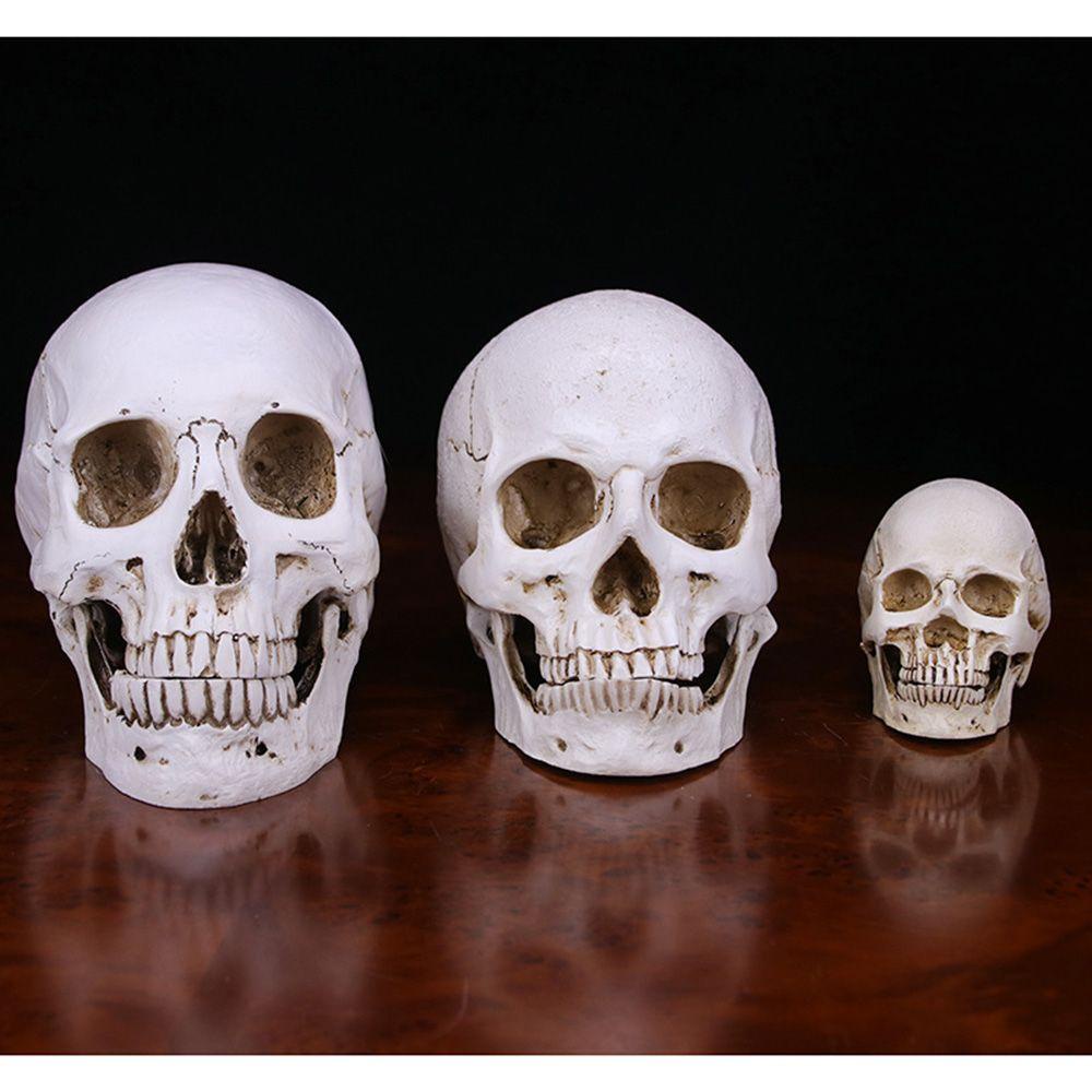 TOP Kepala Tengkorak Model Life-Size1:1 Anatomi Skeleton Head