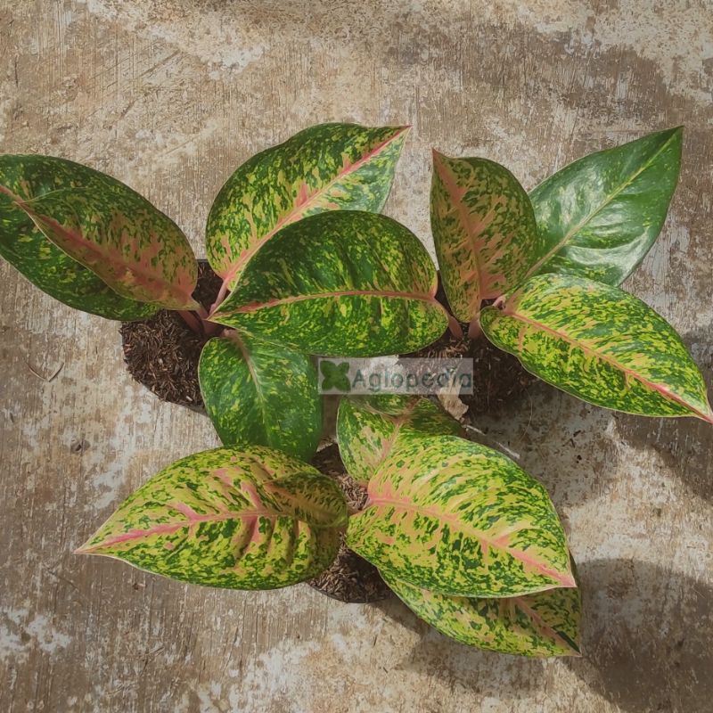 Aglonema Bigroy uk Remaja - Aglopedia