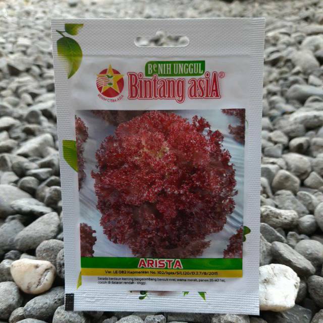 benih sayur selada lettuce merah ARISTA (1000btr)BINTANG ASIA