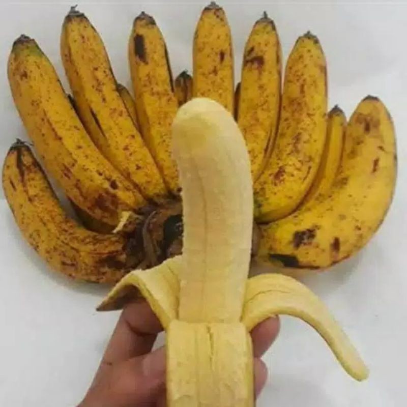 

Pisang Barangan Medan asli dari pengirim medan