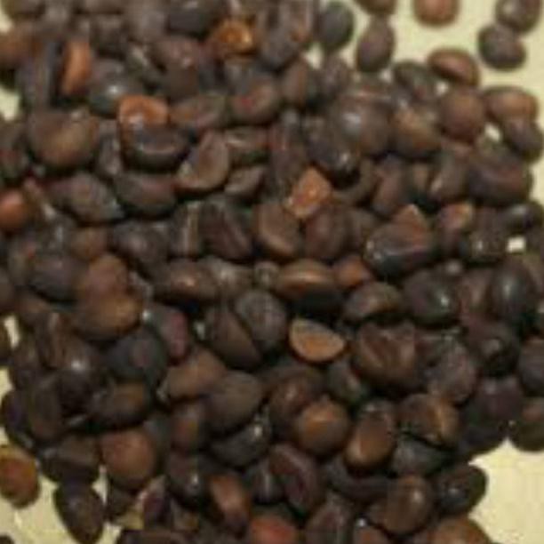 Biji Benih Kangkung Hidroponik