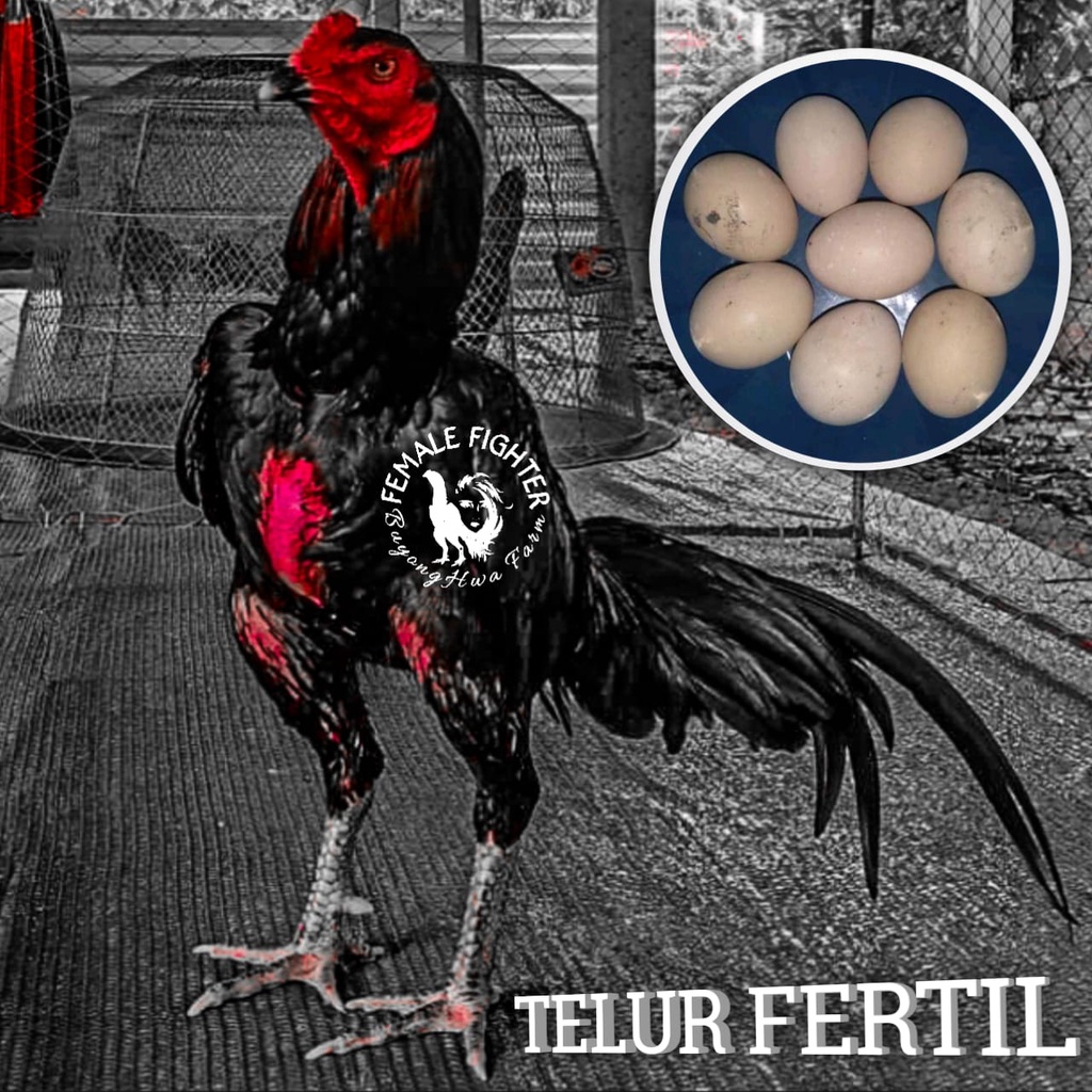Telur Ayam Bangkok fertil koytrad super mewah new generasi brakot brutal