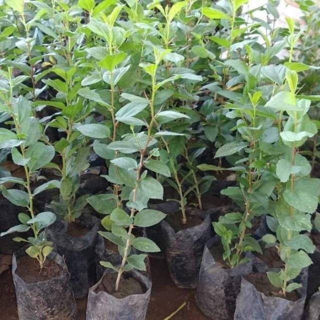 Bibit bidara arab asli