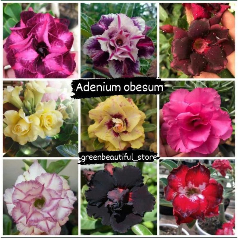 Tanaman hias hidup adenium obesium 9 plant - hiasan taman bunga hidup