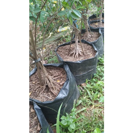 BERINGIN KIMENG PROGRAM PECAH BATANG UP TO 12