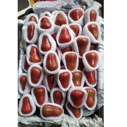 

Jambu Air Bangkok -+ 500 gr / pack