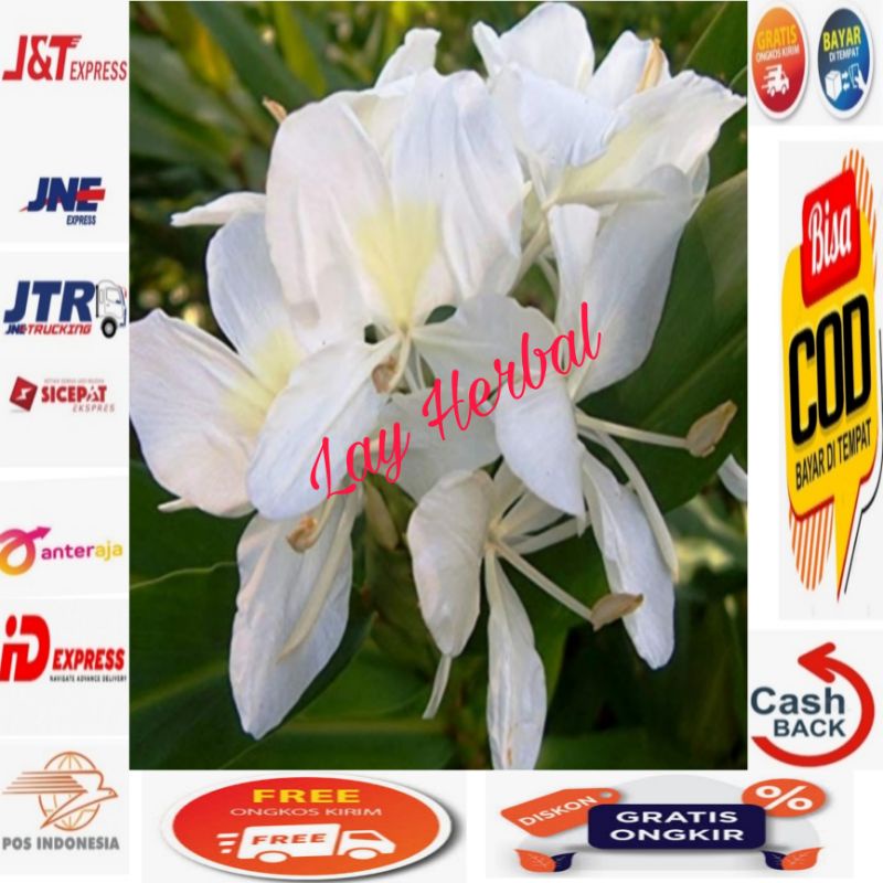 Hedychium coronarium/Sedap malam