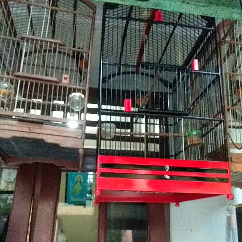 Murai batu medan betina siapan ring