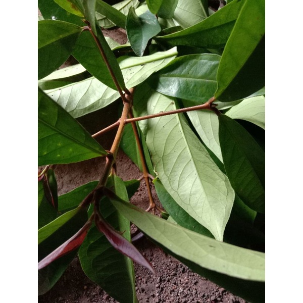 

Daun jambu Jamaika segar herbal 250 gr