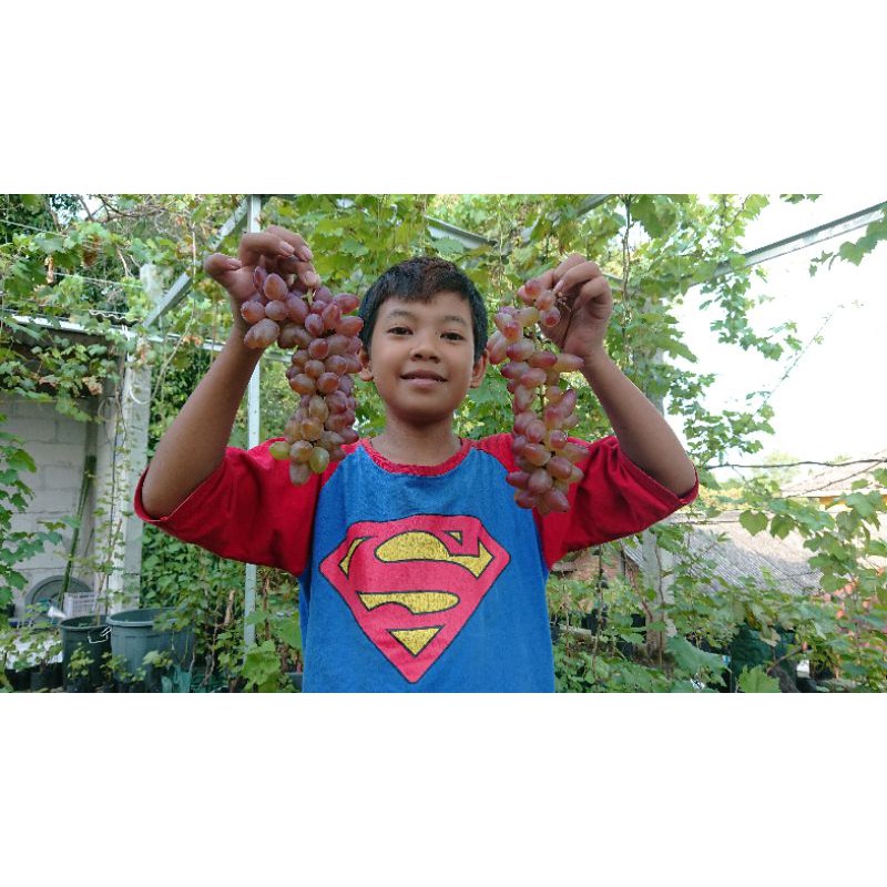 bibit anggur import carnival