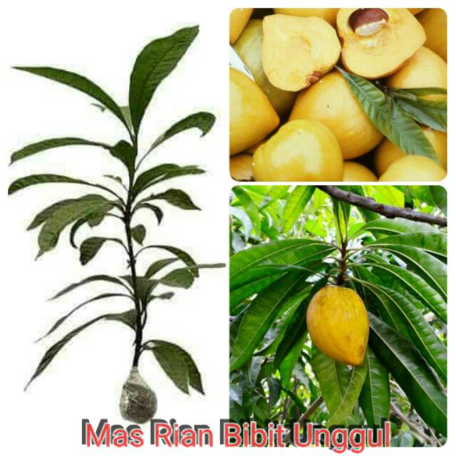 Bibit Okulasi Sawo Mentega