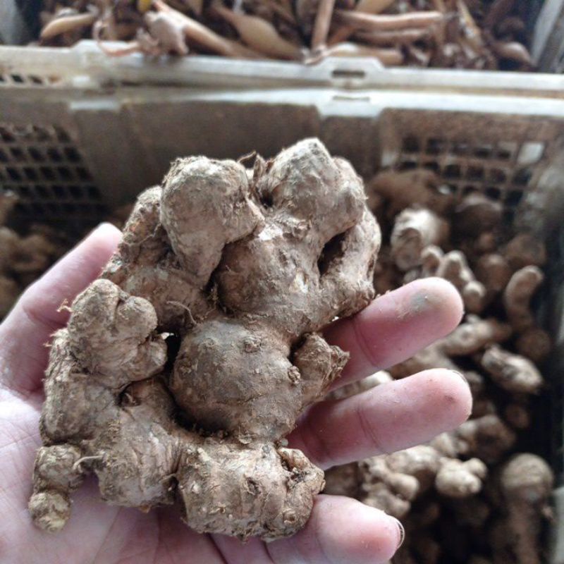 

JAHE EMPRIT FRESH 1KG