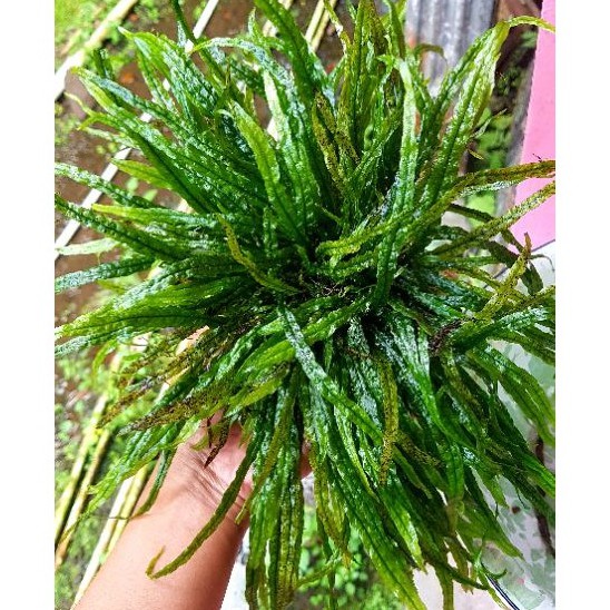 Kadaka Needle 1 Clumb 235 Daun - Tanaman Aquascape