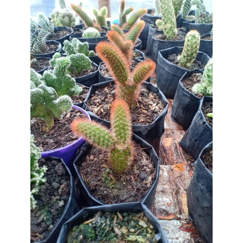 Kaktus Ekor Tupai Merah anakan