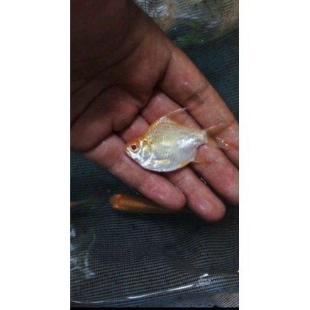 

ikan kaviat short body