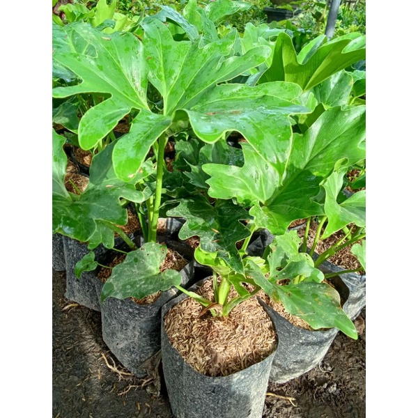 tanaman hias dendron