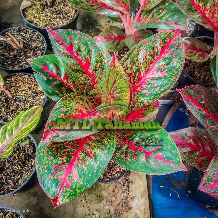 tanaman hias aglonema red stardust - red stardust - aglonema