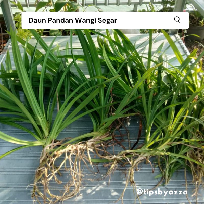 Daun Pandan Segar / Daun Suji Segar / Pewarna Hijau Alami