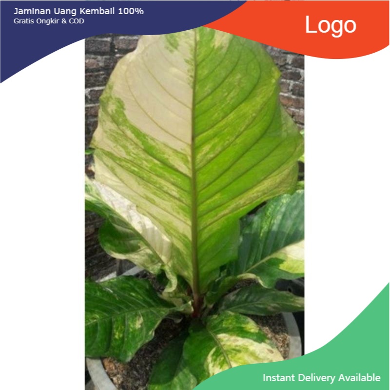 NEW!! NEW NEW PROMO Bibit bonggol Anthurium hookeri variegata / hokeri varigata (pink)