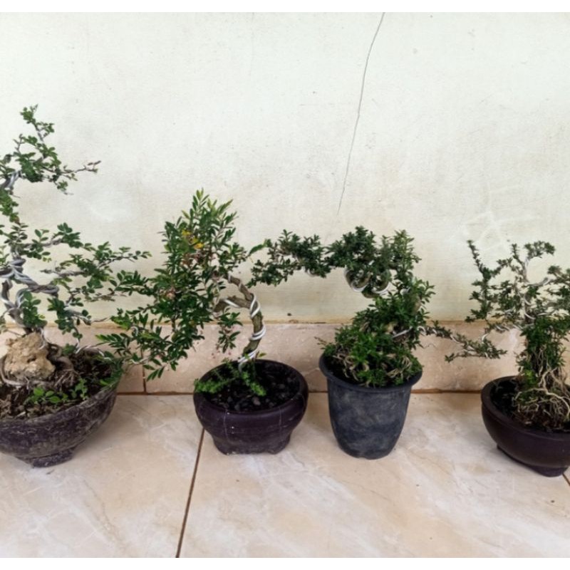 paket 4 bonsai mame bonsai mini