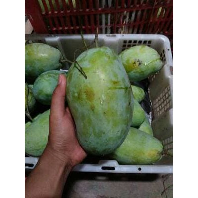 Bibit Tanaman Buah Mangga Gajah