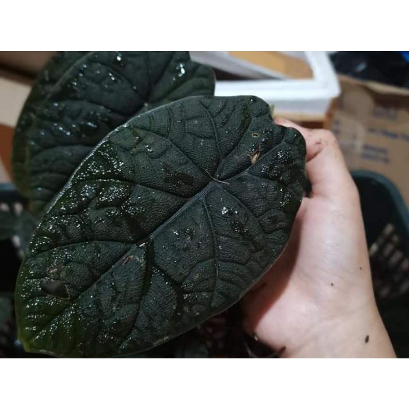 ALOCASIA RHINO SKIN ASLI / MELO BADAK ORIGINAL MURAH