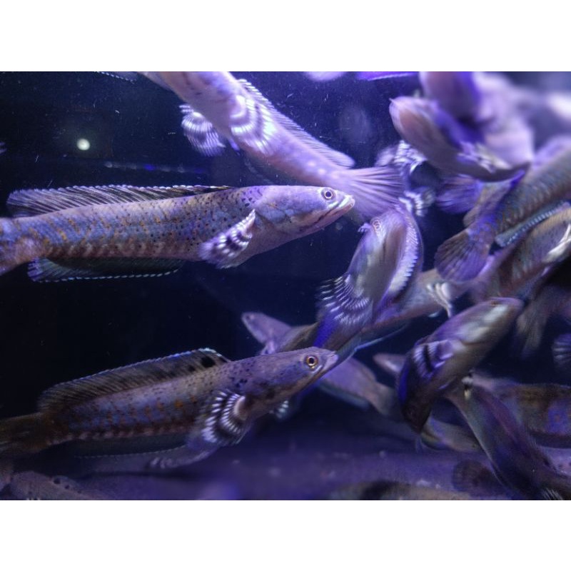 

Ikan Predator