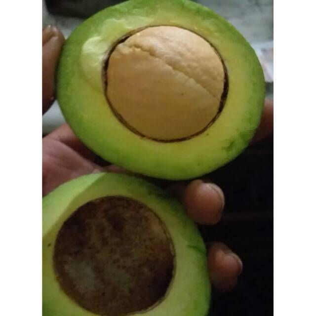 

*ALPUKAT MENTEGA*
