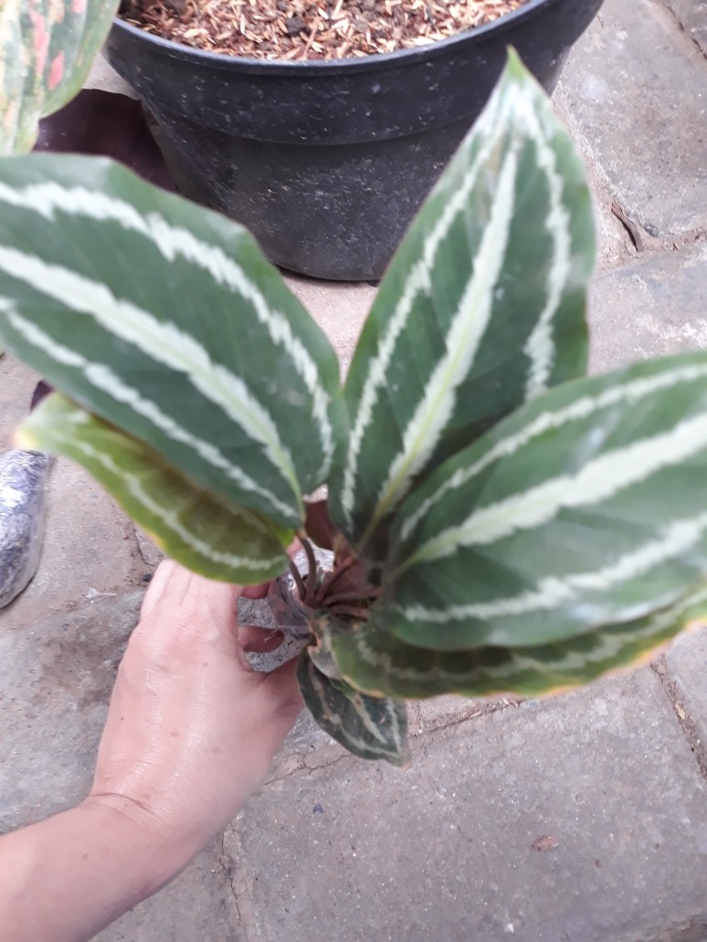 Tanaman Hias Calathea Silver Back / Pohon Calathea Silverback Meranti Macan