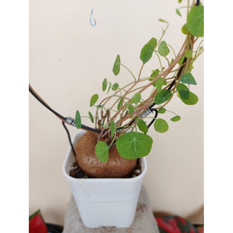 stephania cepharantha